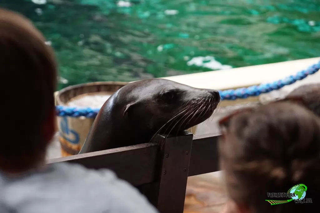 Kalifornischer Seelöwe im Allwetterzoo Münster - 2016
