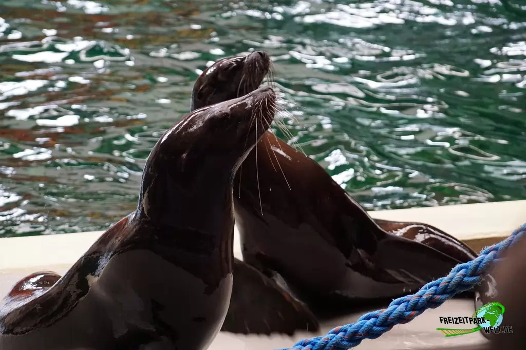 Kalifornischer Seelöwe im Allwetterzoo Münster - 2016
