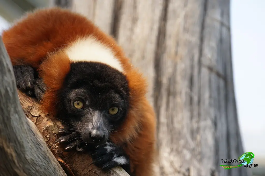 Roter Vari im Allwetterzoo Münster - 2024