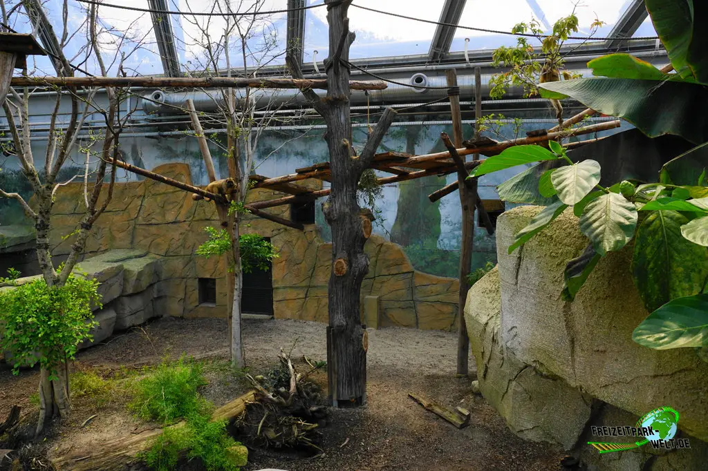 Brüllaffen im Allwetterzoo Münster - 2024