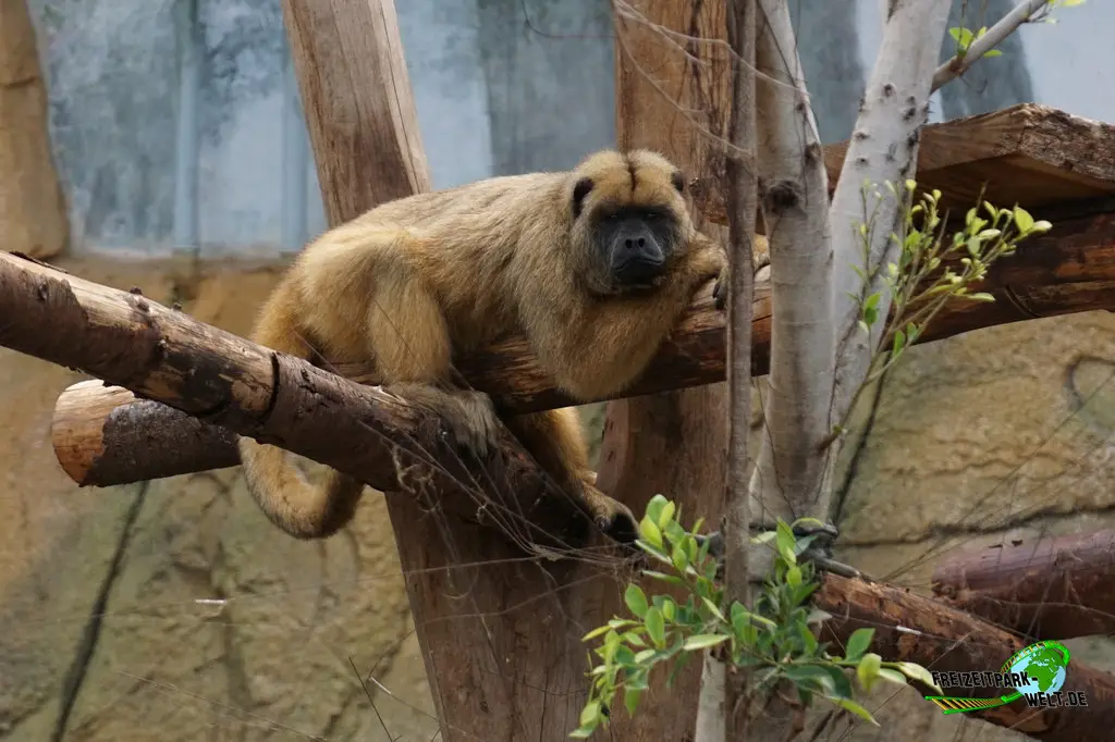 Brüllaffen im Allwetterzoo Münster - 2024