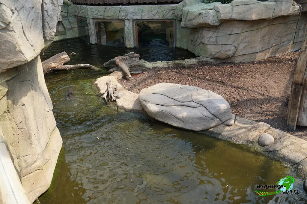Riesenotter im Allwetterzoo Münster - 2024