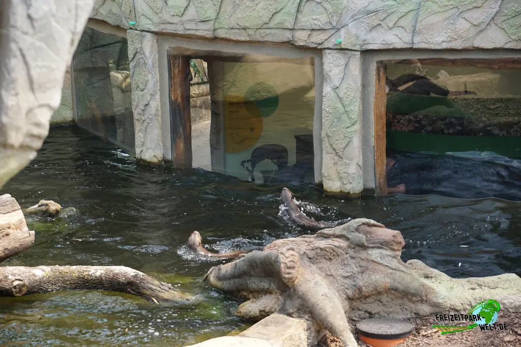 Riesenotter im Allwetterzoo Münster - 2024