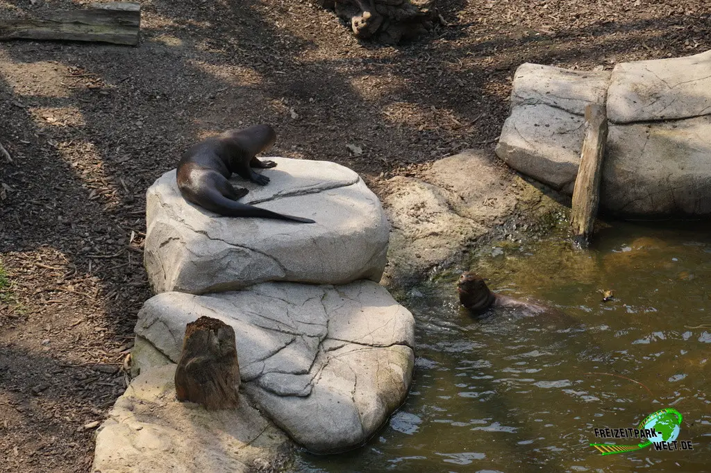 Riesenotter im Allwetterzoo Münster - 2024
