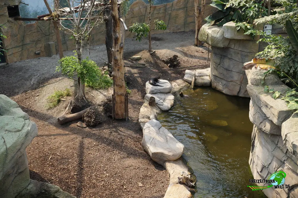 Riesenotter im Allwetterzoo Münster - 2024