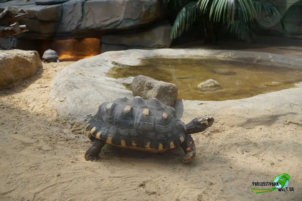 Köhlerschildkröte im Allwetterzoo Münster - 2024