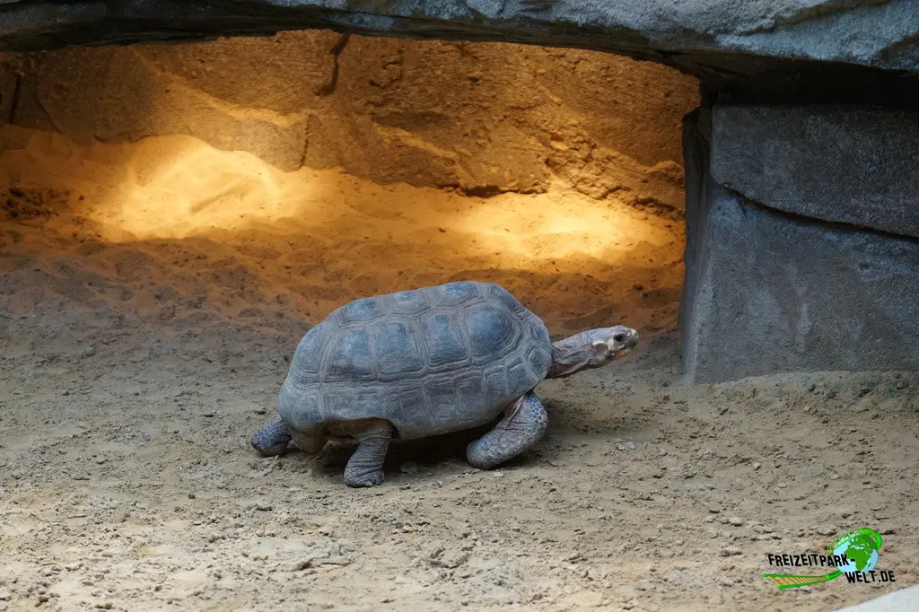 Köhlerschildkröte im Allwetterzoo Münster - 2024