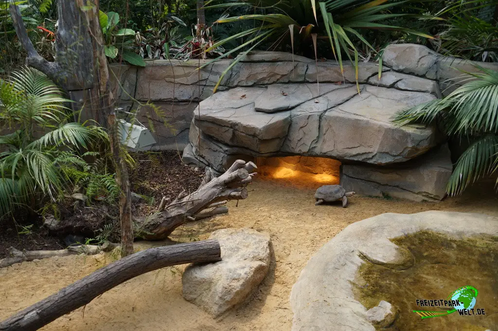 Köhlerschildkröte im Allwetterzoo Münster - 2024