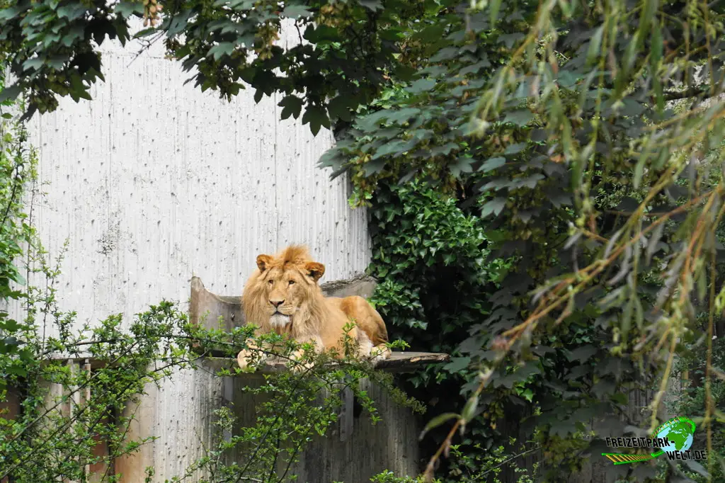 Berberlöwe im Allwetterzoo Münster - 2024
