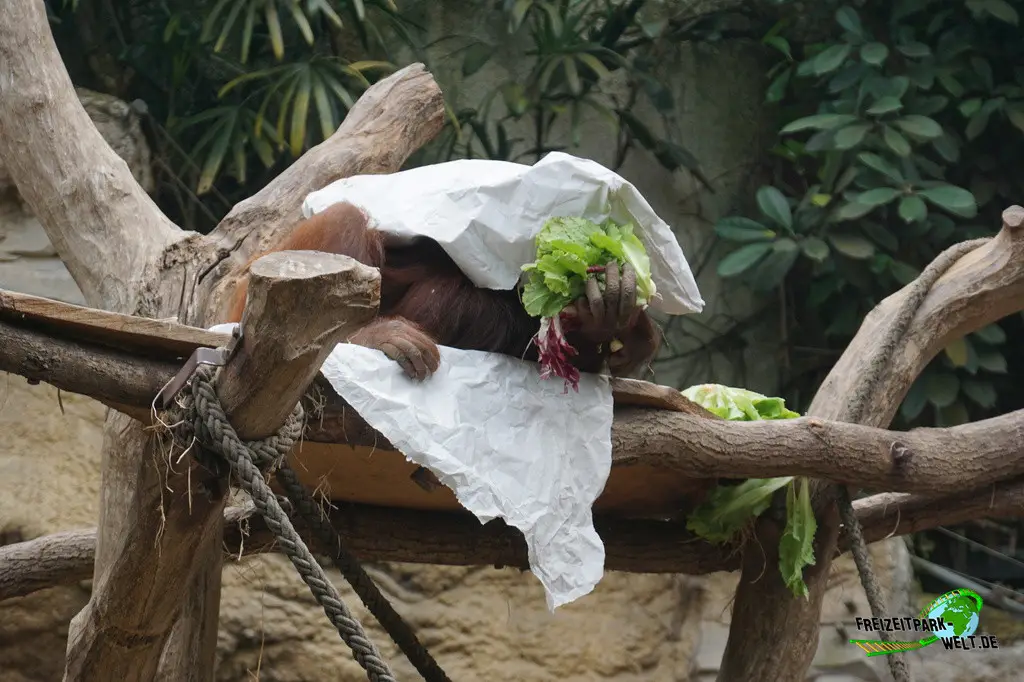 Orang-Utan im Allwetterzoo Münster - 2024