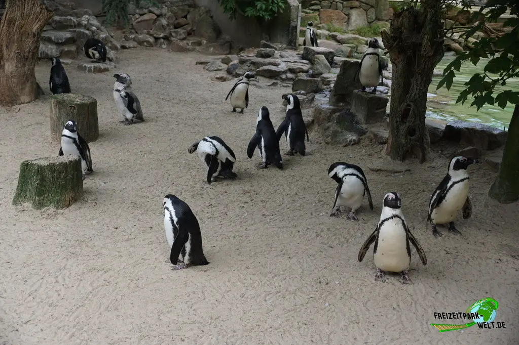 Asiatischer Elefant im Allwetterzoo Münster - 2024