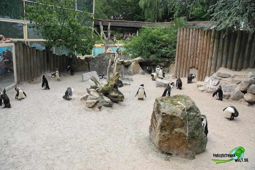 Brillenpinguine im Allwetterzoo Münster - 2024