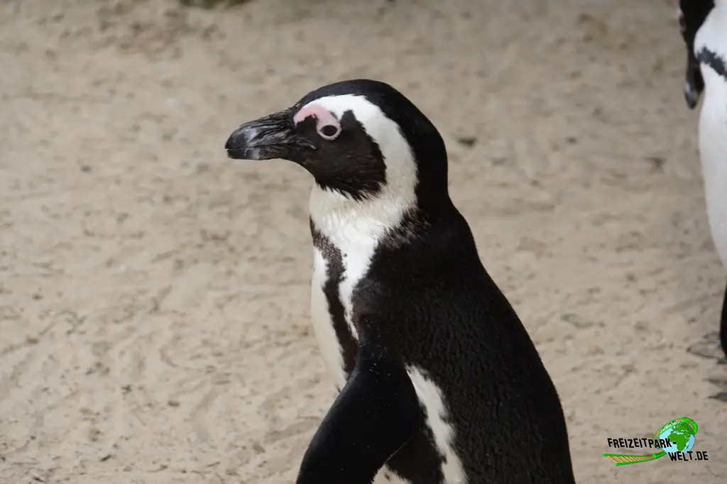 Brillenpinguine im Allwetterzoo Münster - 2024