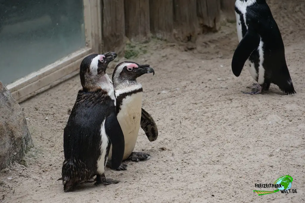 Brillenpinguine im Allwetterzoo Münster - 2024