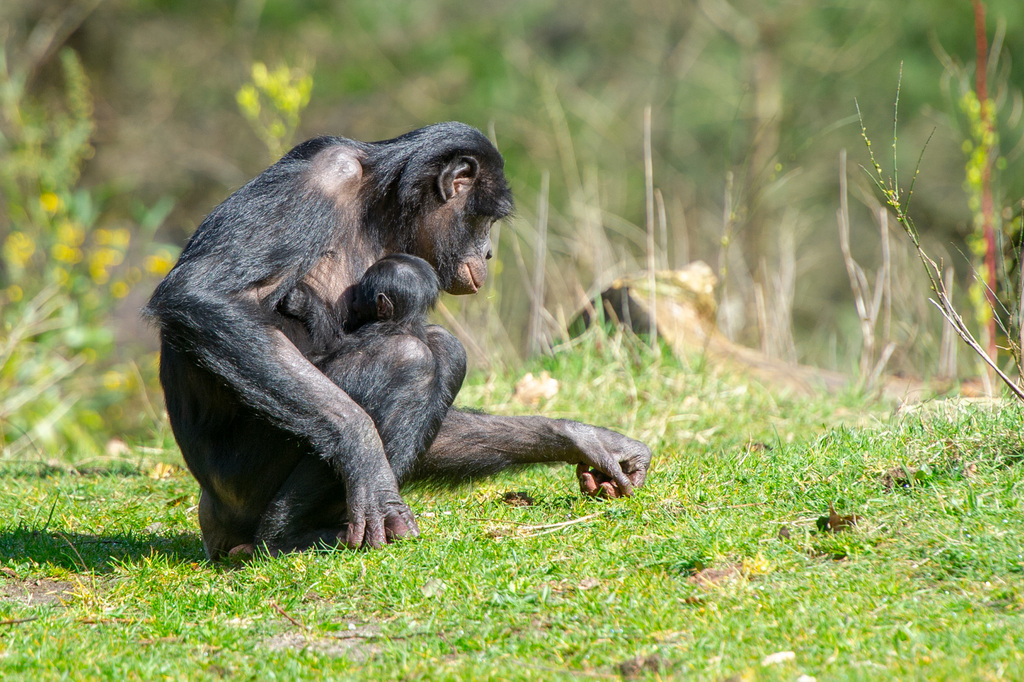 Apenheul Bonobo Baby 1.jpg