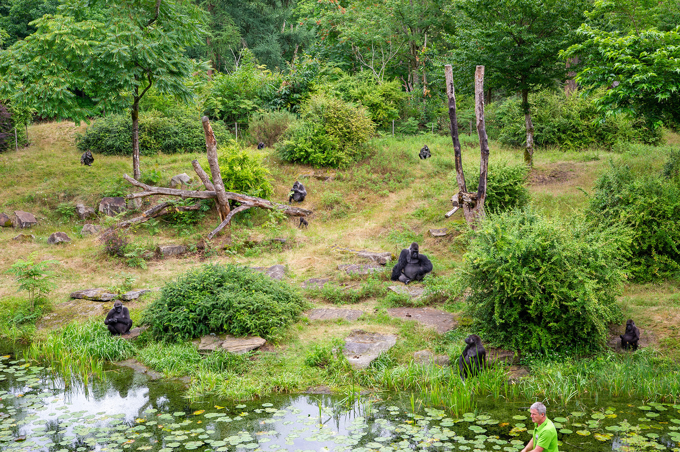 Gorillagruppe Apenheul horizontal.jpg