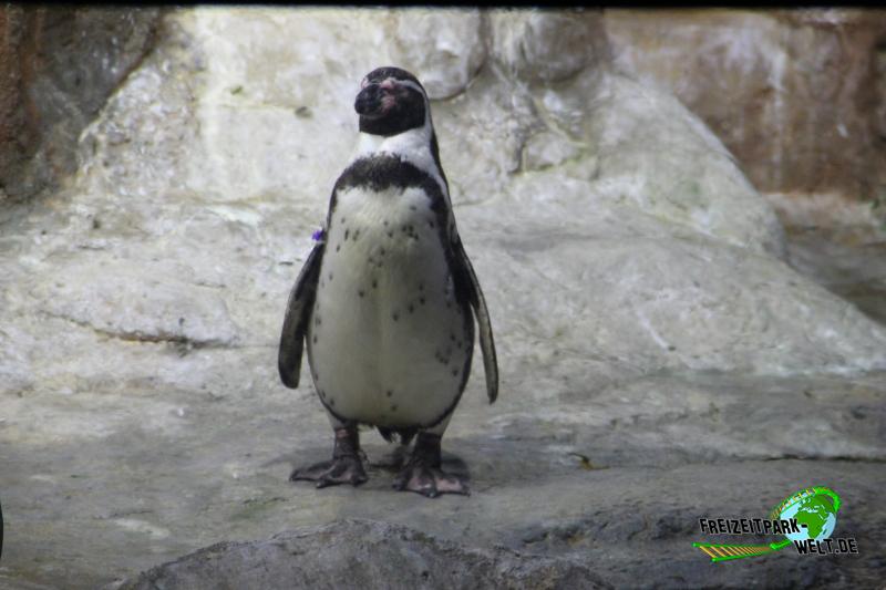 Humboldt-Pinguine - Aquarium Barcelona