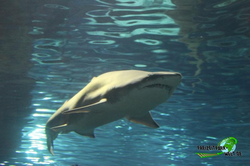 Sandtigerhaie - Aquarium Barcelona