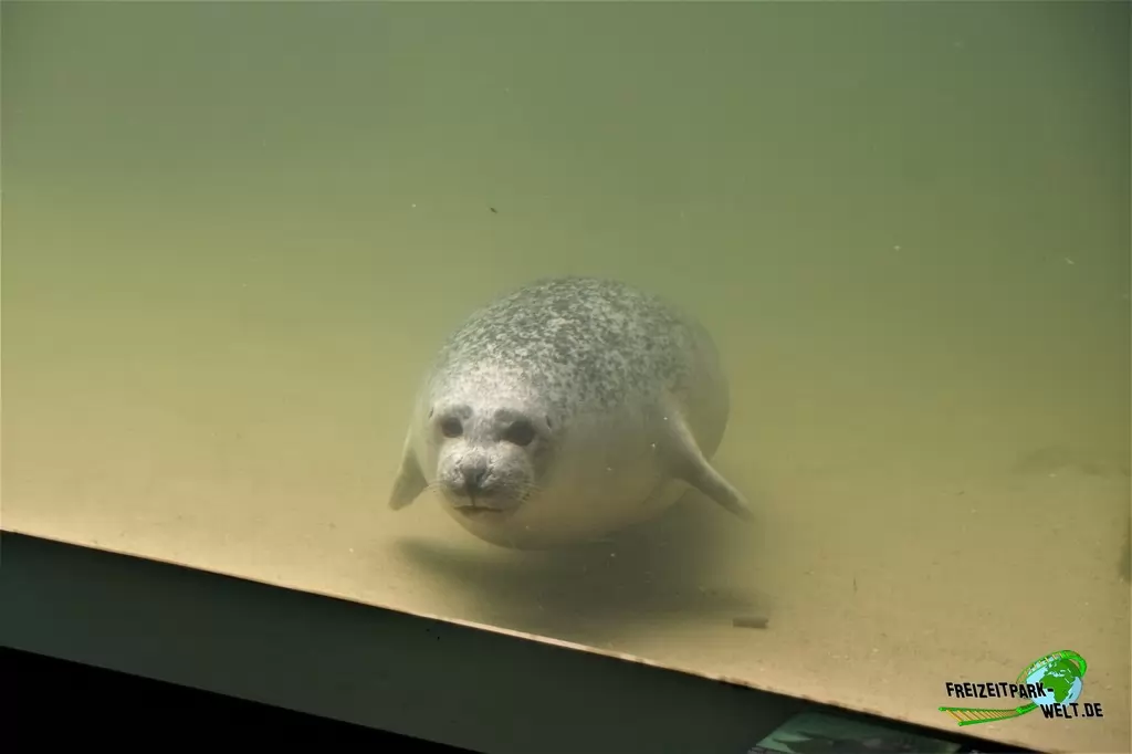 Seehunde im Aquarium Wilhelmshaven - 2018