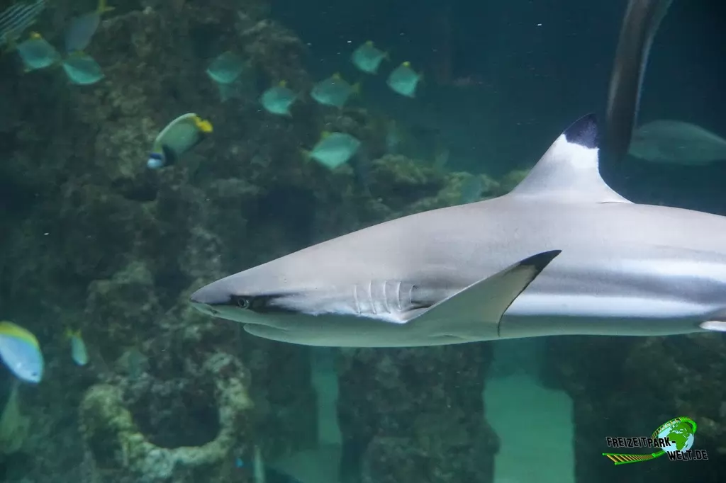 Schwarzspitzen-Riffhai im Aquarium Wilhelmshaven - 2018