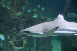 Teaserfoto Aquarium Wilhelmshaven