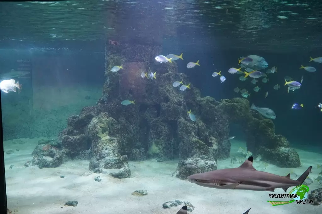 Schwarzspitzen-Riffhai im Aquarium Wilhelmshaven - 2018