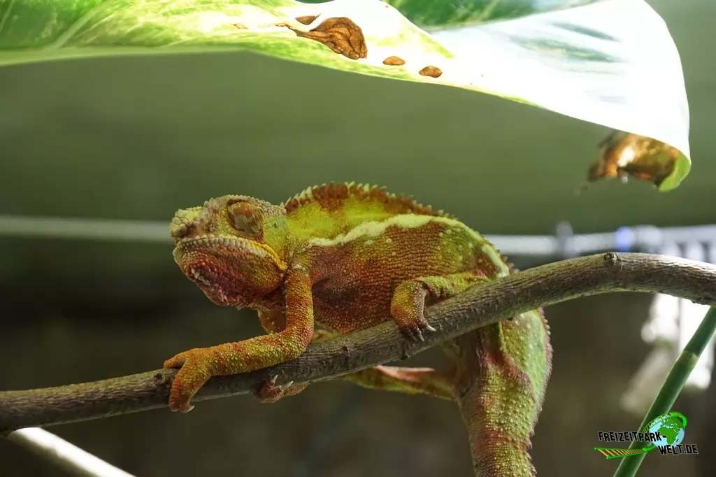 Pantherchamäleon im Aquarium Wilhelmshaven - 2018