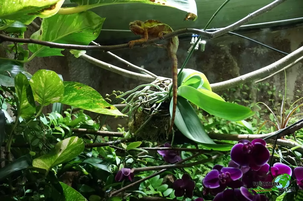 Pantherchamäleon im Aquarium Wilhelmshaven - 2018