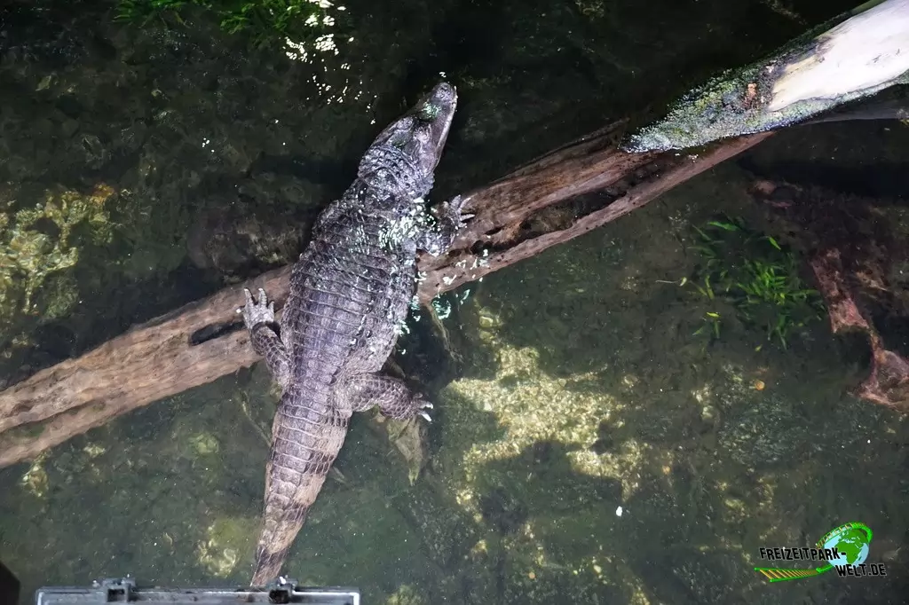 Kaiman im Aquarium Wilhelmshaven - 2018