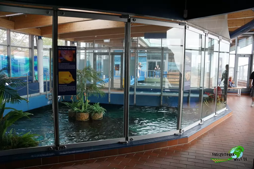 Seehunde im Aquarium Wilhelmshaven - 2018