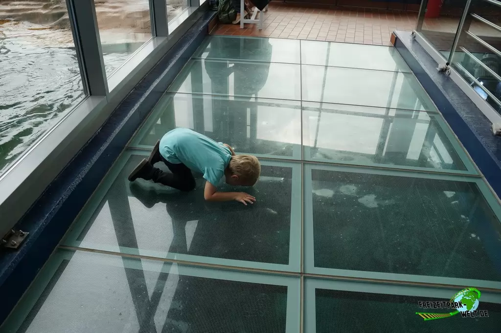 Seehunde im Aquarium Wilhelmshaven - 2018