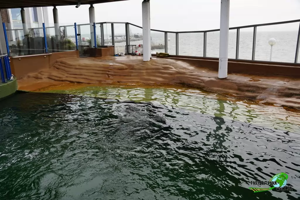 Seehunde im Aquarium Wilhelmshaven - 2018