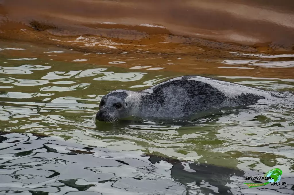 Seehunde im Aquarium Wilhelmshaven - 2018