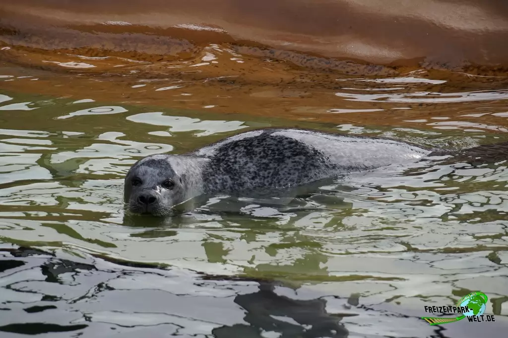 Seehunde im Aquarium Wilhelmshaven - 2018