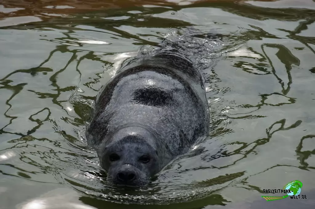 Seehunde im Aquarium Wilhelmshaven - 2018