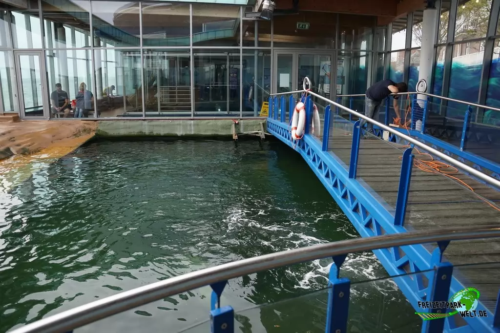 Seehunde im Aquarium Wilhelmshaven - 2018: Das Seehund-Becken kann sowohl von unten als auch von oben entdeckt werden.