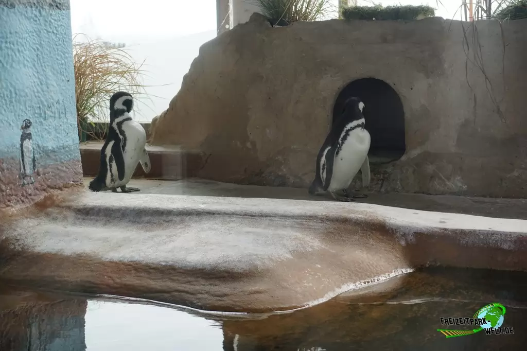 Magellanpinguin im Aquarium Wilhelmshaven - 2018