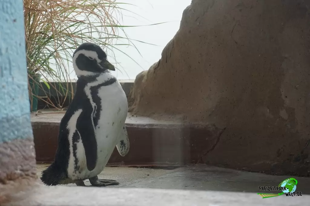 Magellanpinguin im Aquarium Wilhelmshaven - 2018