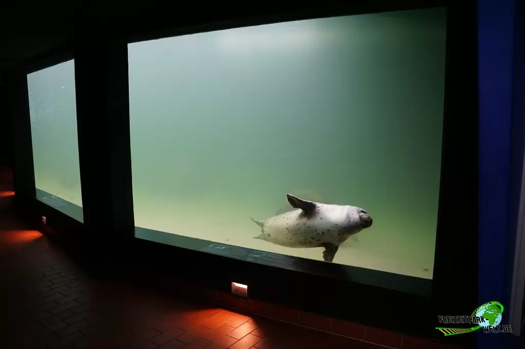 Seehunde im Aquarium Wilhelmshaven - 2018