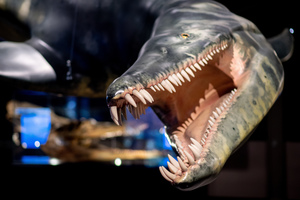 Mini-Galerie Aquarium Wilhelmshaven Foto 3