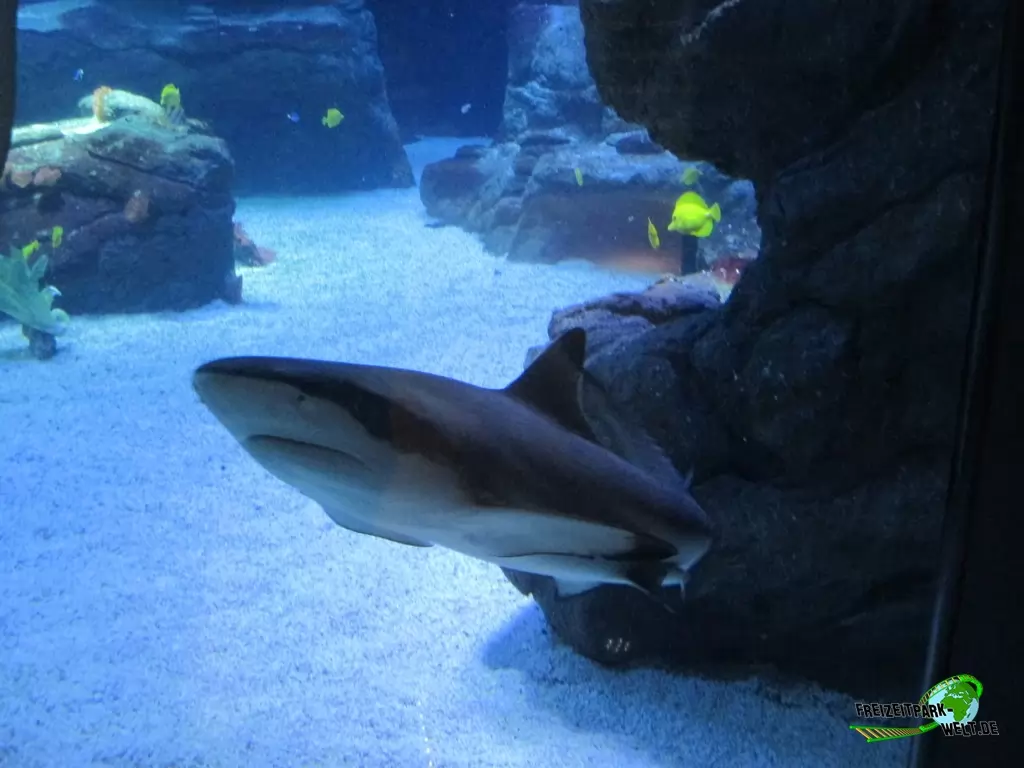 Schwarzspitzen-Riffhai im Aquazoo Löbbecke Museum - 2017