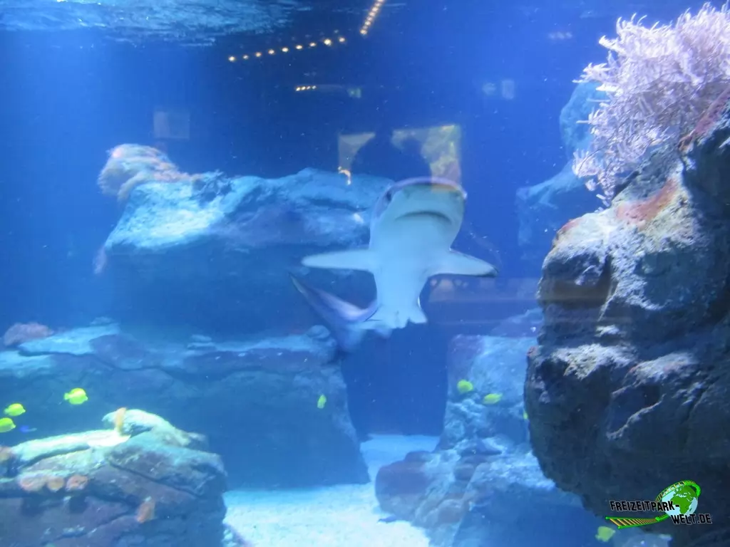 Schwarzspitzen-Riffhai im Aquazoo Löbbecke Museum - 2017