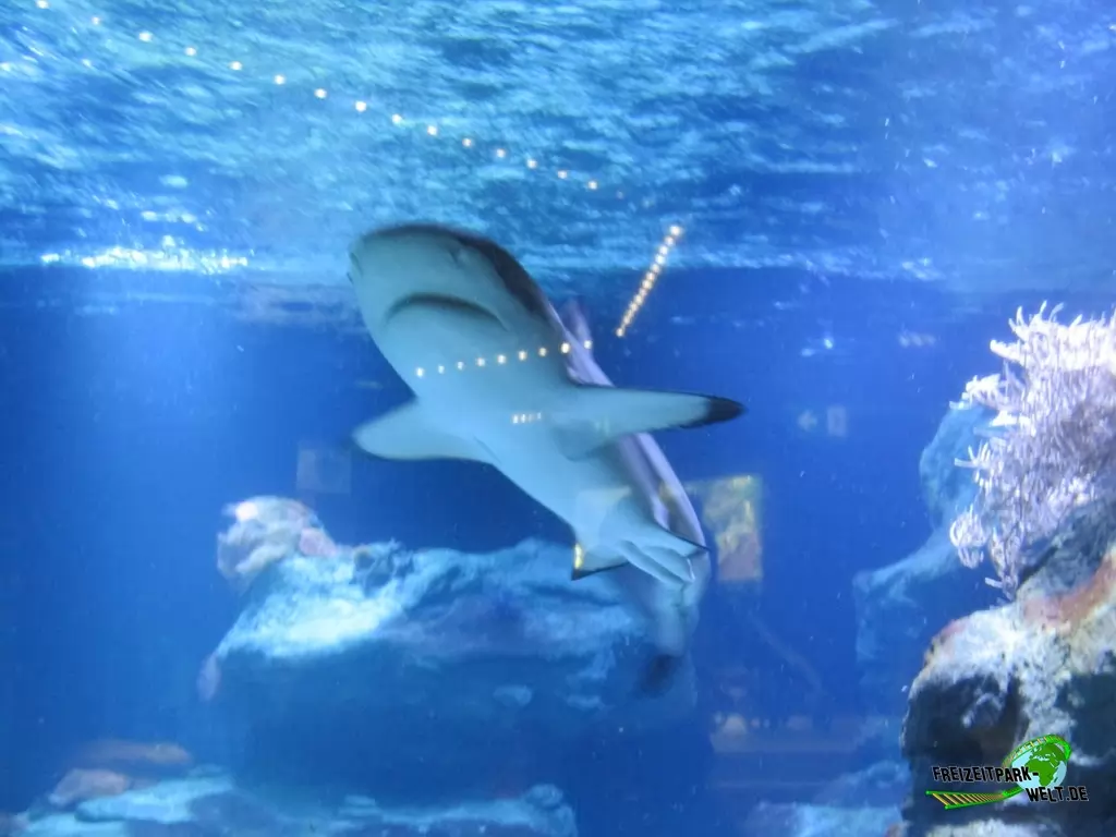 Schwarzspitzen-Riffhai im Aquazoo Löbbecke Museum - 2017