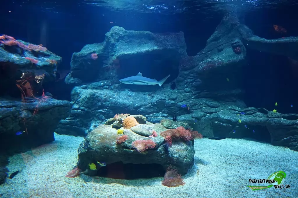 Schwarzspitzen-Riffhai im Aquazoo Löbbecke Museum - 2018