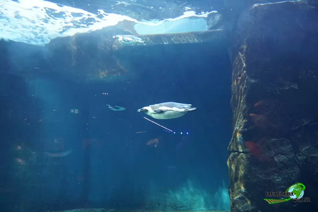 Brillenpinguine im Aquazoo Löbbecke Museum - 2018