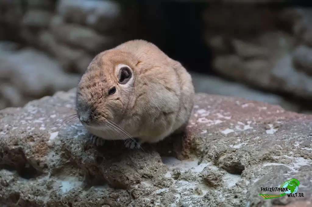 Gundi im Aquazoo Löbbecke Museum - 2018