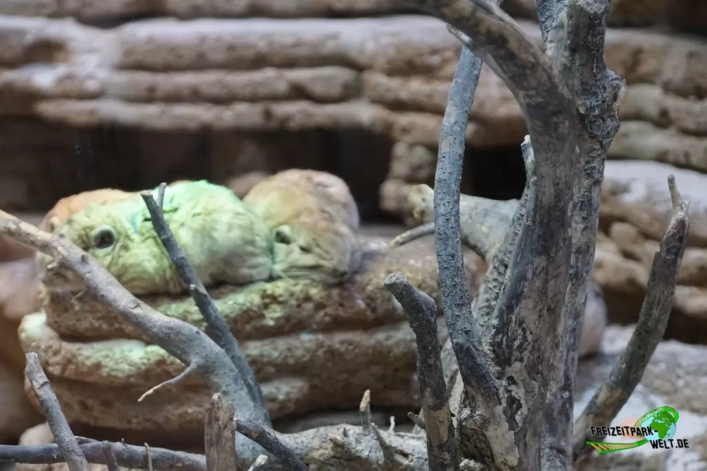 Gundi im Aquazoo Löbbecke Museum - 2018