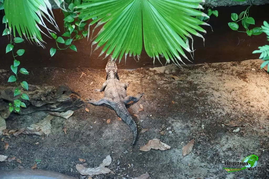 Kaiman im Aquazoo Löbbecke Museum - 2018