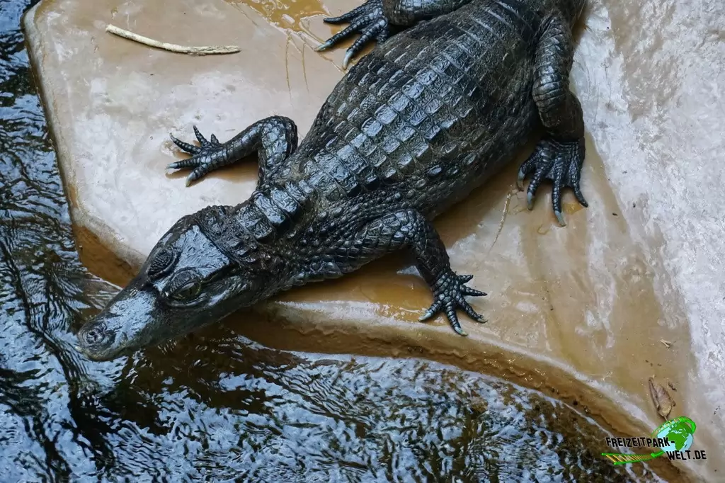 Kaiman im Aquazoo Löbbecke Museum - 2018