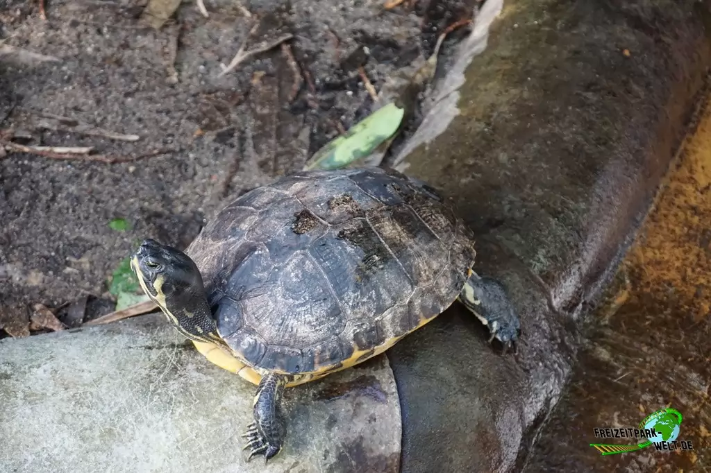 Köhlerschildkröte im Aquazoo Löbbecke Museum - 2018